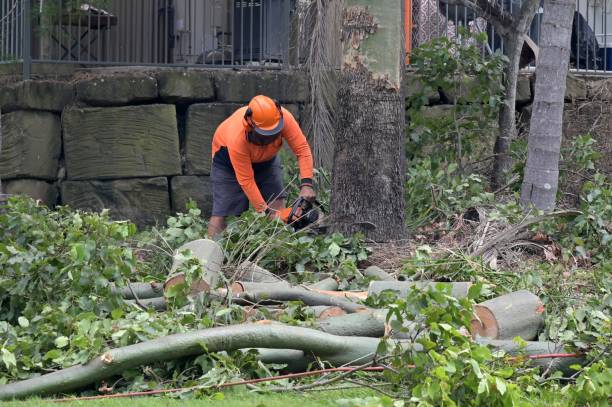 Tree Care Services