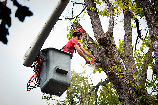  Turner, OR Tree Care Services Pros